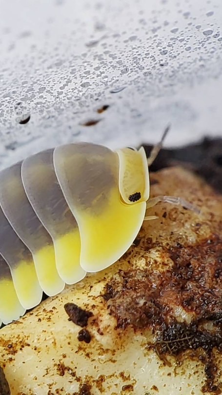🇹🇼鼠婦棲地✨競標飼養交流群Habitat of the Isopods
