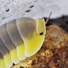 🇹🇼鼠婦棲地✨競標飼養交流群Habitat of the Isopods