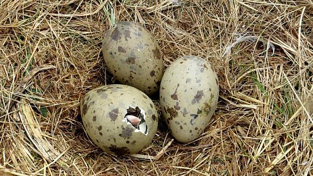 Ilmuwan Ungkap Alasan Bentuk Telur Burung yang Berbeda-beda