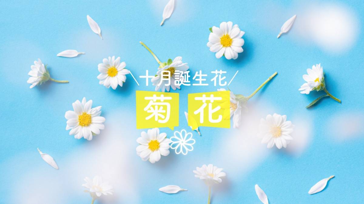 十 月 誕 生 花 菊 花 Metro Pop Line Today