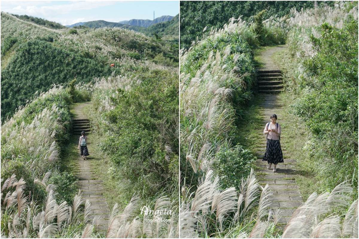 錯過等明年！秋限定雙北４處「芒草步道」：陽明山S型雪白祕境、台版小長城