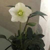 NA(ナルコティクス・アノニマス)オプチャ(当事者のみ)