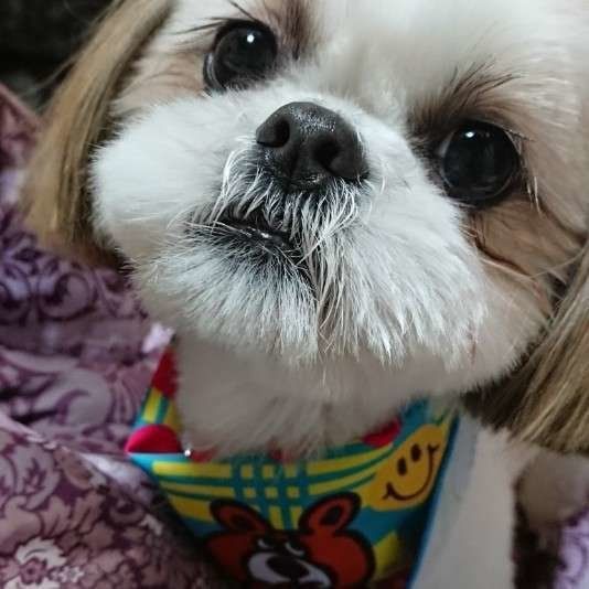 犬が年をとってあまり食べなくなったら してあげたい工夫