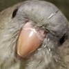 インコ好きさん集まれー！
