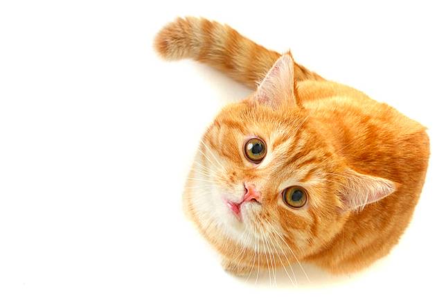 Ragam Alasan Hidung Kucing Oren Bisa Berubah Warna dan Berbintik 
