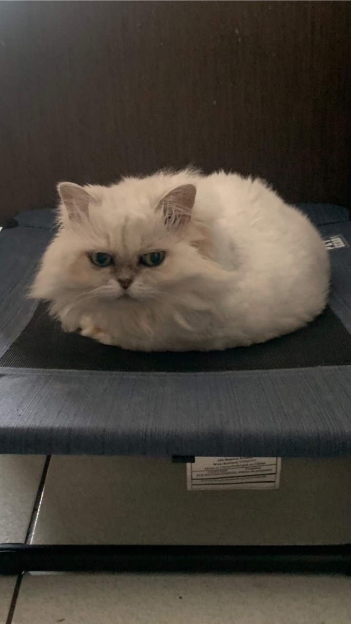 毛孩樂園 保健食品/飼料/玩樂 寵物專門