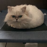 毛孩樂園 保健食品/飼料/玩樂 寵物專門