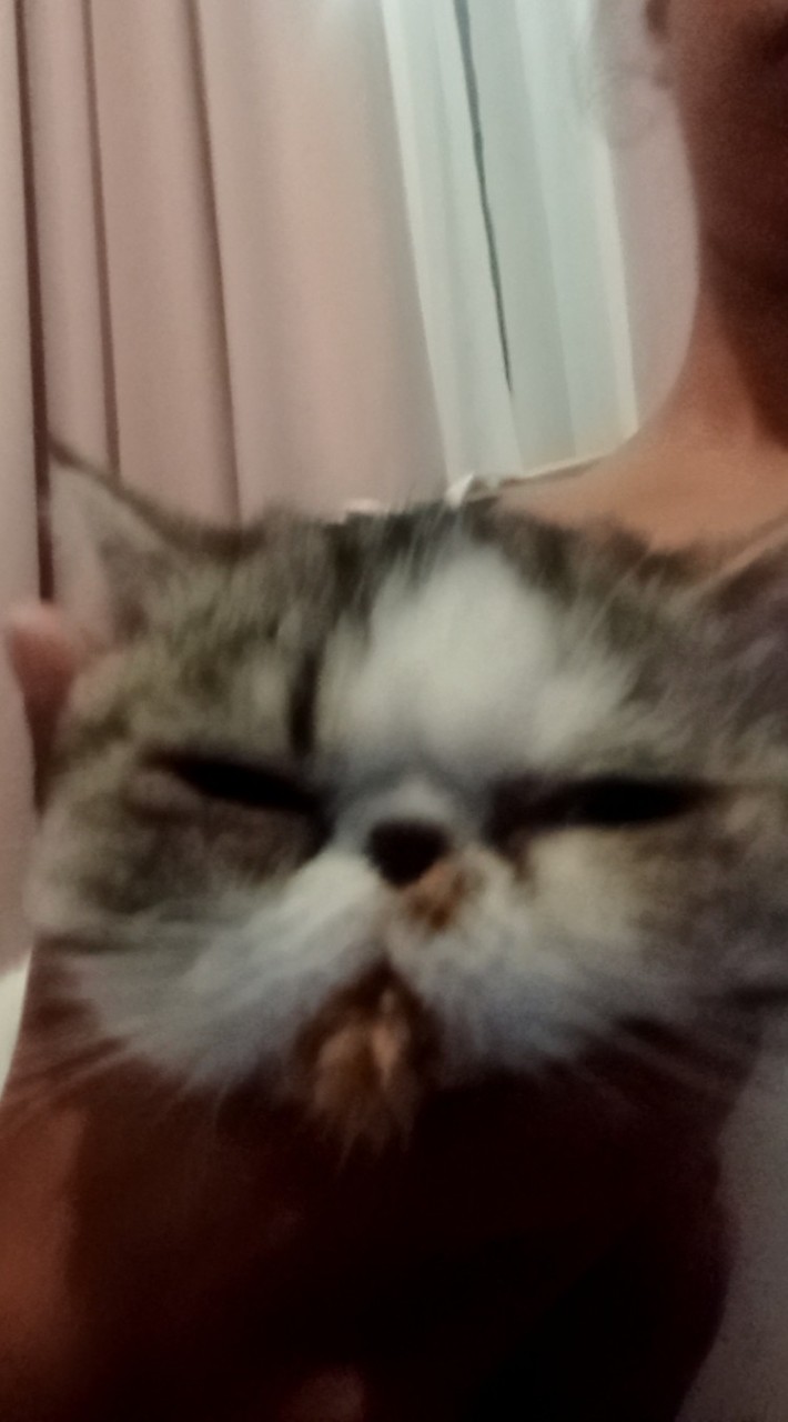 แมว=^._.^= ∫