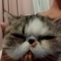 แมว=^._.^= ∫