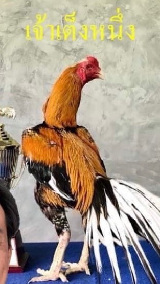 ไก่ไทยเหลืองหางขาวสายประกวด by อรรถวิทย์