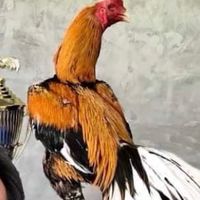 ไก่ไทยเหลืองหางขาวสายประกวด by อรรถวิทย์