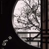 過去 と 現在 ** 折恋