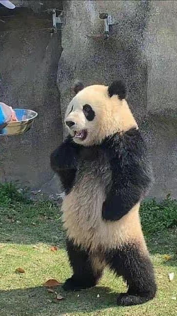 ดอเดียบอบี