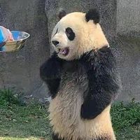 ดอเดียบอบี