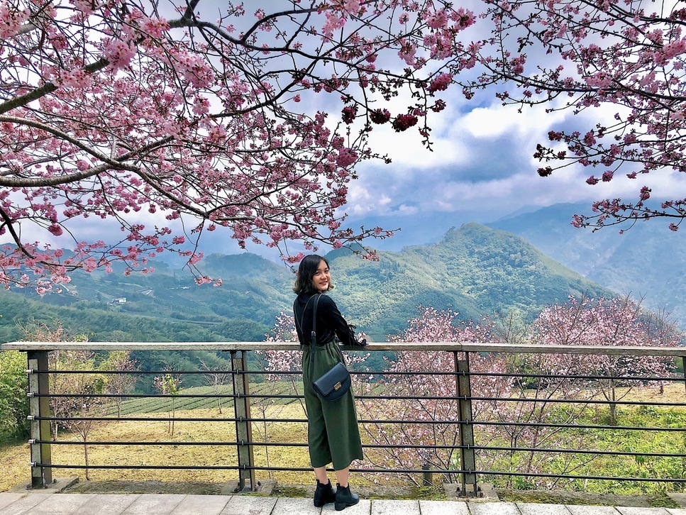 2021阿里山櫻花季｜阿里山櫻花｜嘉義景點｜嘉義阿里山｜阿里山賞櫻
