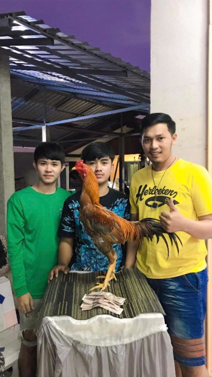 ทาเคชิฟาร์ม ไก่ชน🐓