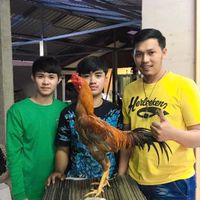 ทาเคชิฟาร์ม ไก่ชน🐓