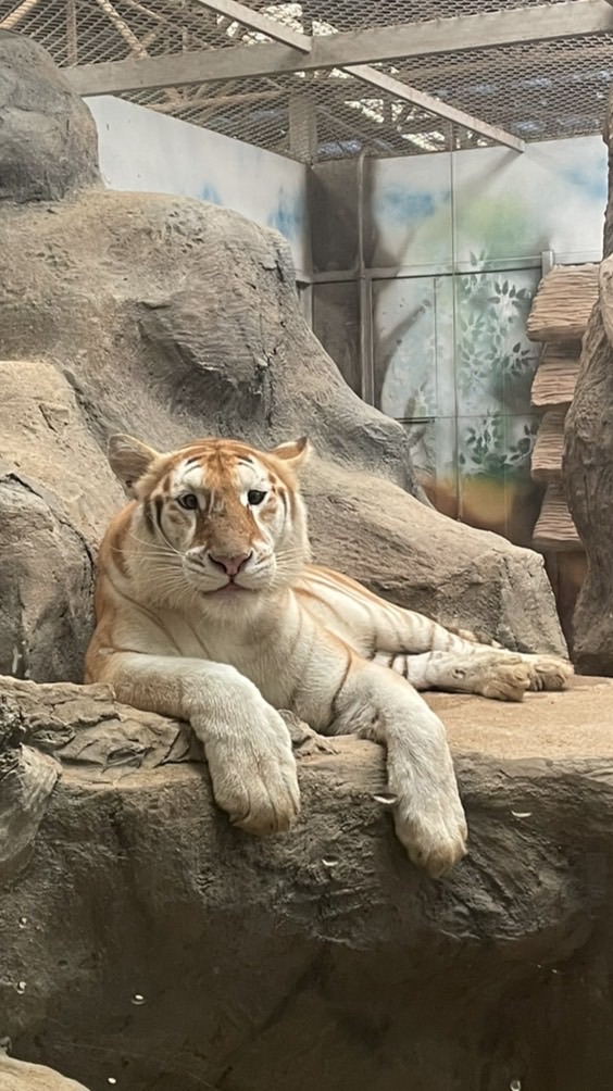 ตัวแทน unnie.tiger