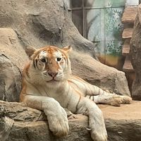 ตัวแทน unnie.tiger