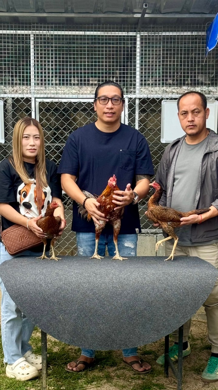 ไก่ชนใบหยก168