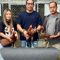 ไก่ชนใบหยก168