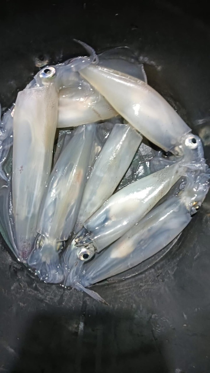 หมึก ปลา กุ้ง ของทะเลต่างๆ