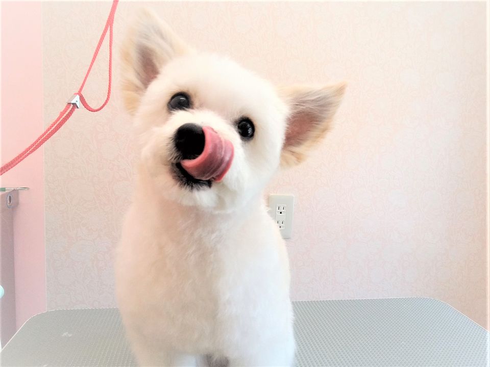 犬ワクチン 6種 8種