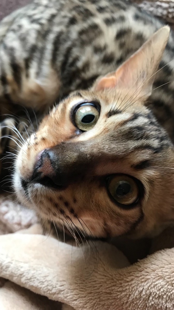 ベンガルキャット好き集まれ〜