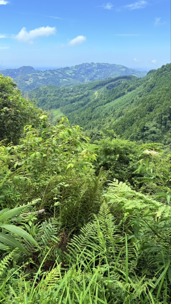 上山看風景