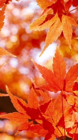 🔱事件・いじめ問題・社会問題・相談事など🔱