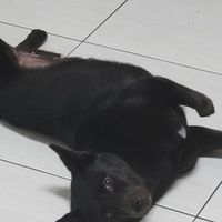 沒小學生沒掛逼Fisch群
