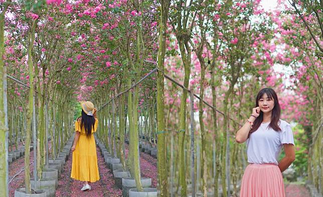 彰化田中賞花秘境 紫薇花夢幻花徑 粉色花絮炸開超療癒 台灣旅行趣 Line Today