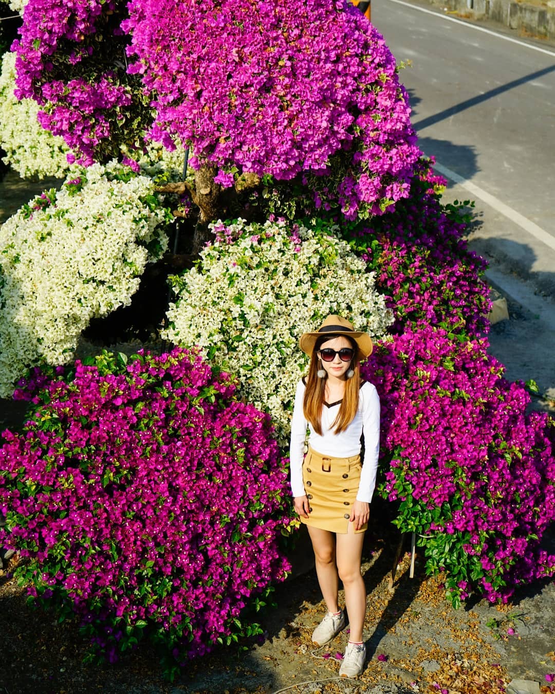 人形九重葛 @shilinfan1