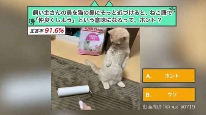 ねこが鼻に鼻をコツン（通称：鼻チュー）してくれる意味 (ねこのきもち 