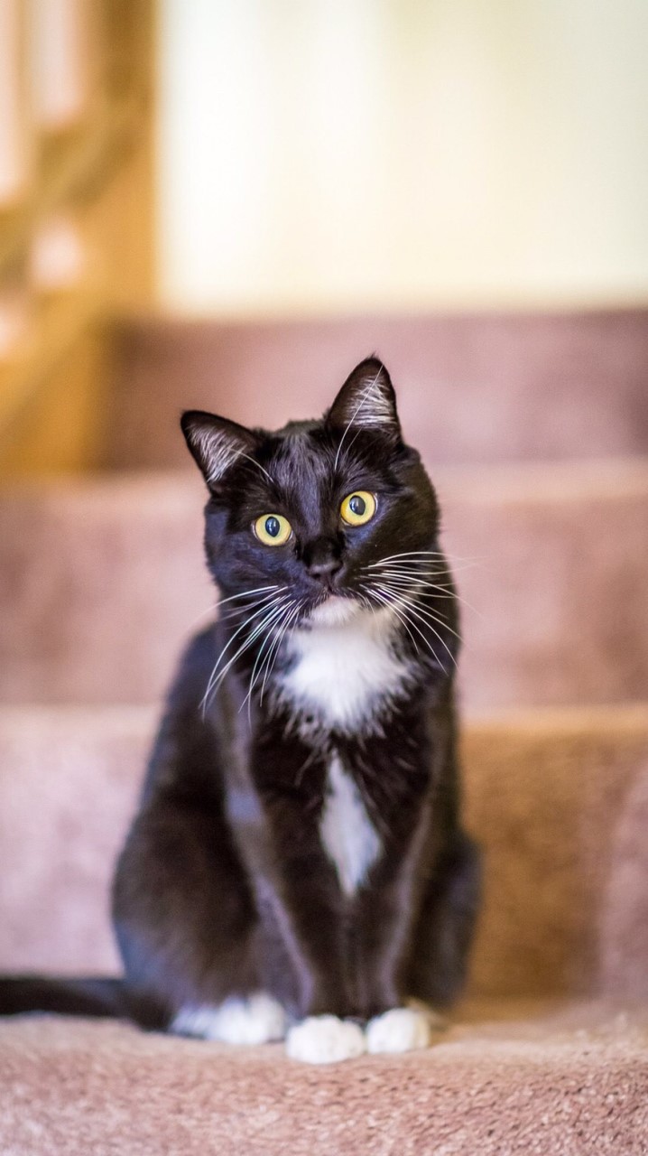 猫さまの画像が集まってくるチャットのオープンチャット