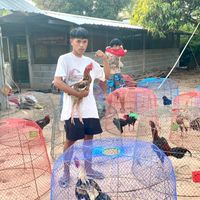 Fc บัวลายทีม🐓