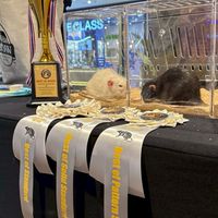 Rattiverse อาณาจักรหนูดัมโบ้ 🐁💗