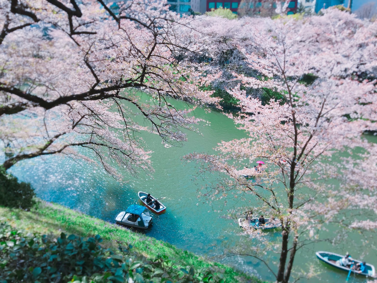 皇居旁感受櫻花「大爆炸」！千鳥之淵、北之丸公園、靖國神社絕美櫻景