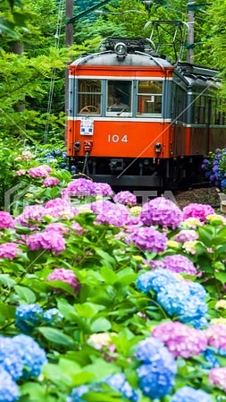 小田原　箱根　西湘＆伊豆 まるごと交流コミュニティ