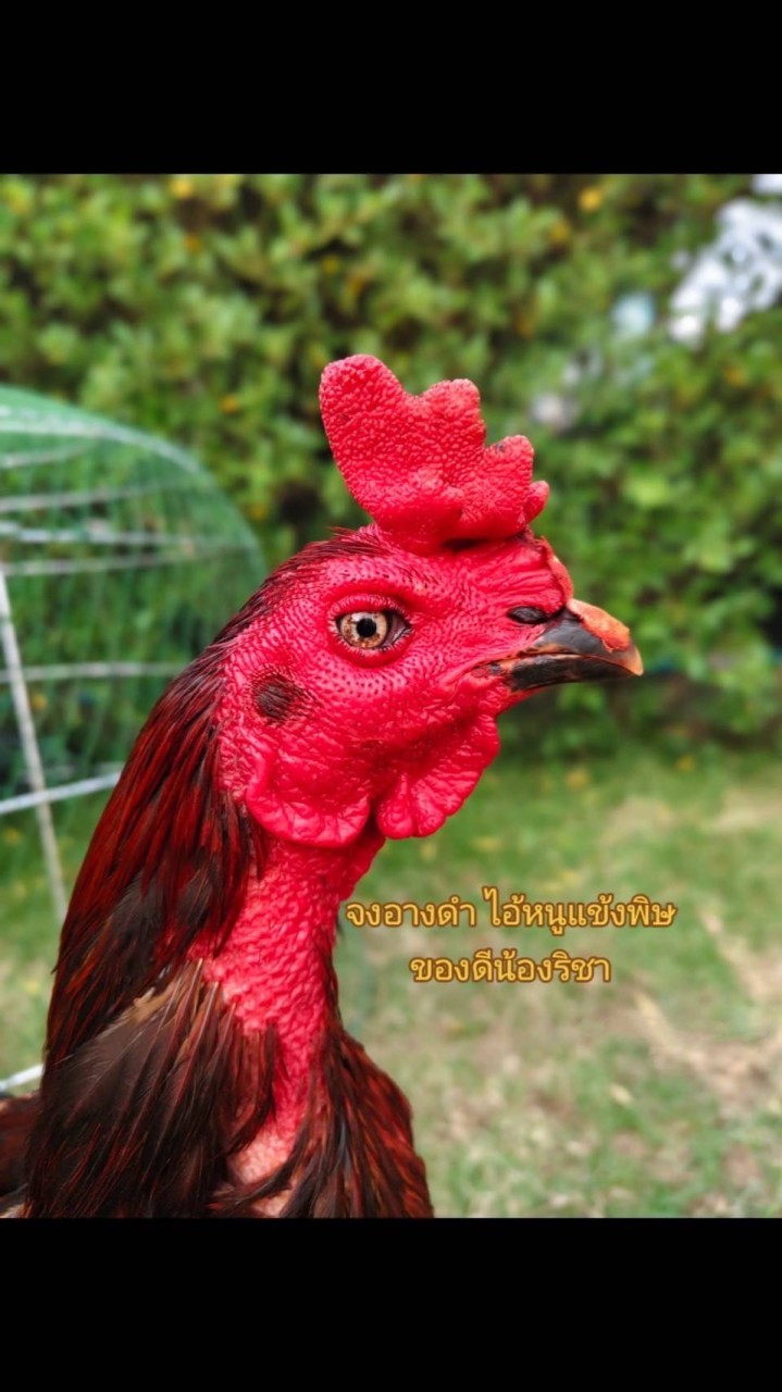 เพื่อนไก่ชน