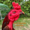 เพื่อนไก่ชน