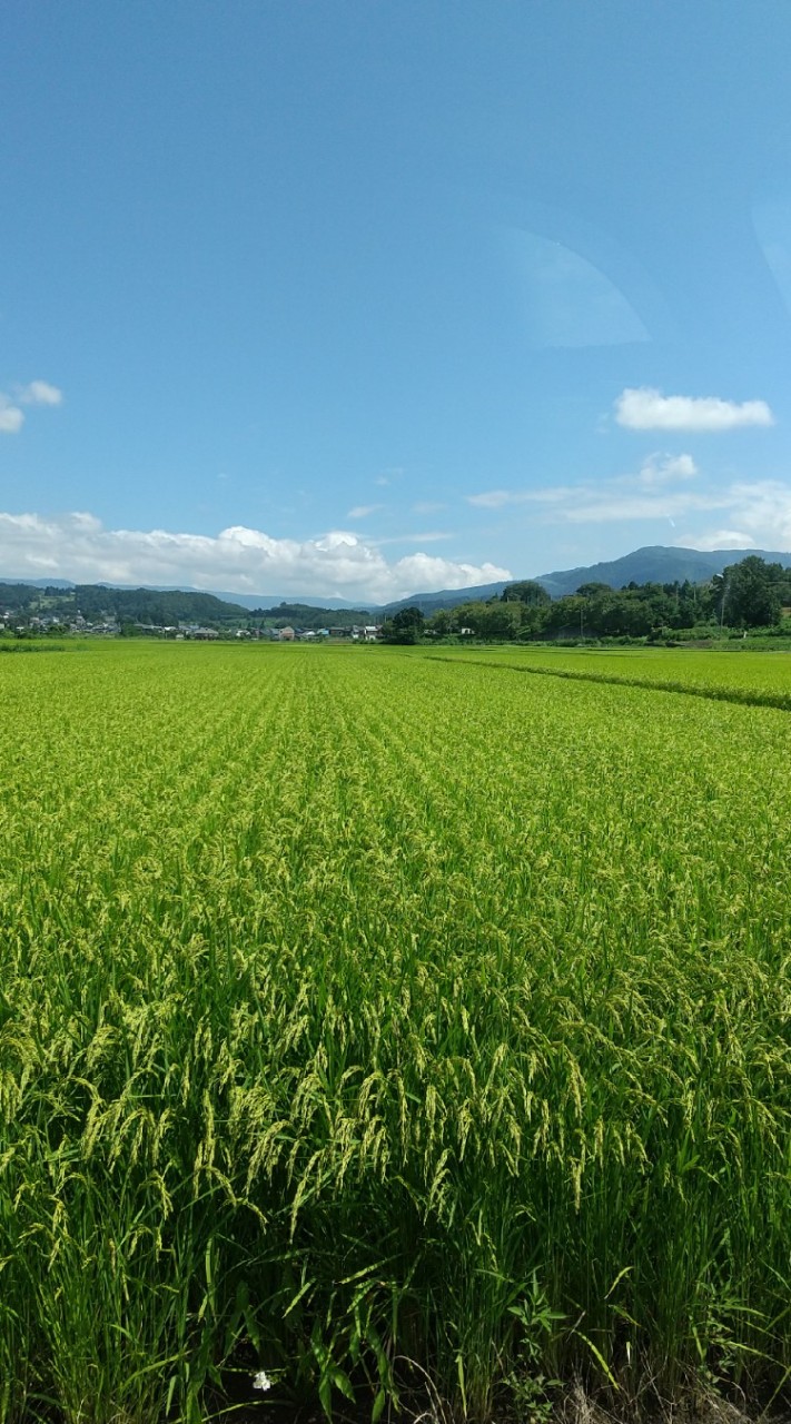 🍚米農家🌾水稲農家🌾稲作農家🍚