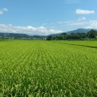 🍚米農家🌾水稲農家🌾稲作農家🍚