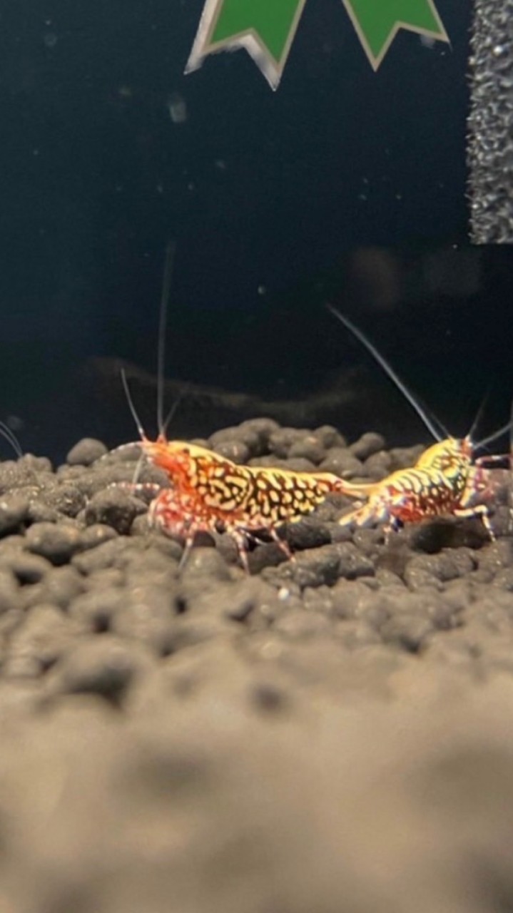 KA精品水族競標群