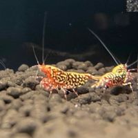 KA精品水族競標群