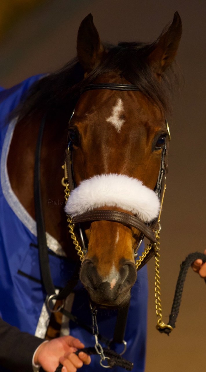 horse サラブレッド 競馬結果速報のオープンチャット