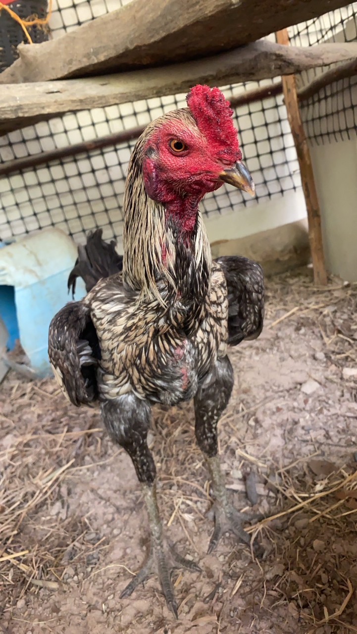 สวนยางทองฟาร์ม วัวไทย-ไก่ชน