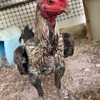 สวนยางทองฟาร์ม วัวไทย-ไก่ชน