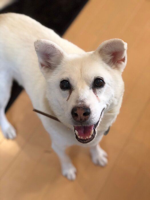 直らない 噛みグセ は飼い主さんの対応に原因が いぬのきもちnews