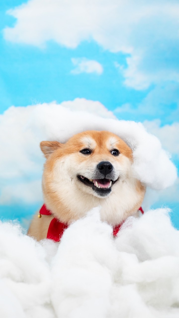 雪倫的健康生活提案